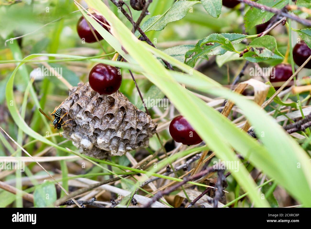 WASP nidifica nell'erba tra le ciliegie selvatiche. WASP e Honeycomb di un nido di vespe. Pericolo di morso e shock allergico. Foto Stock