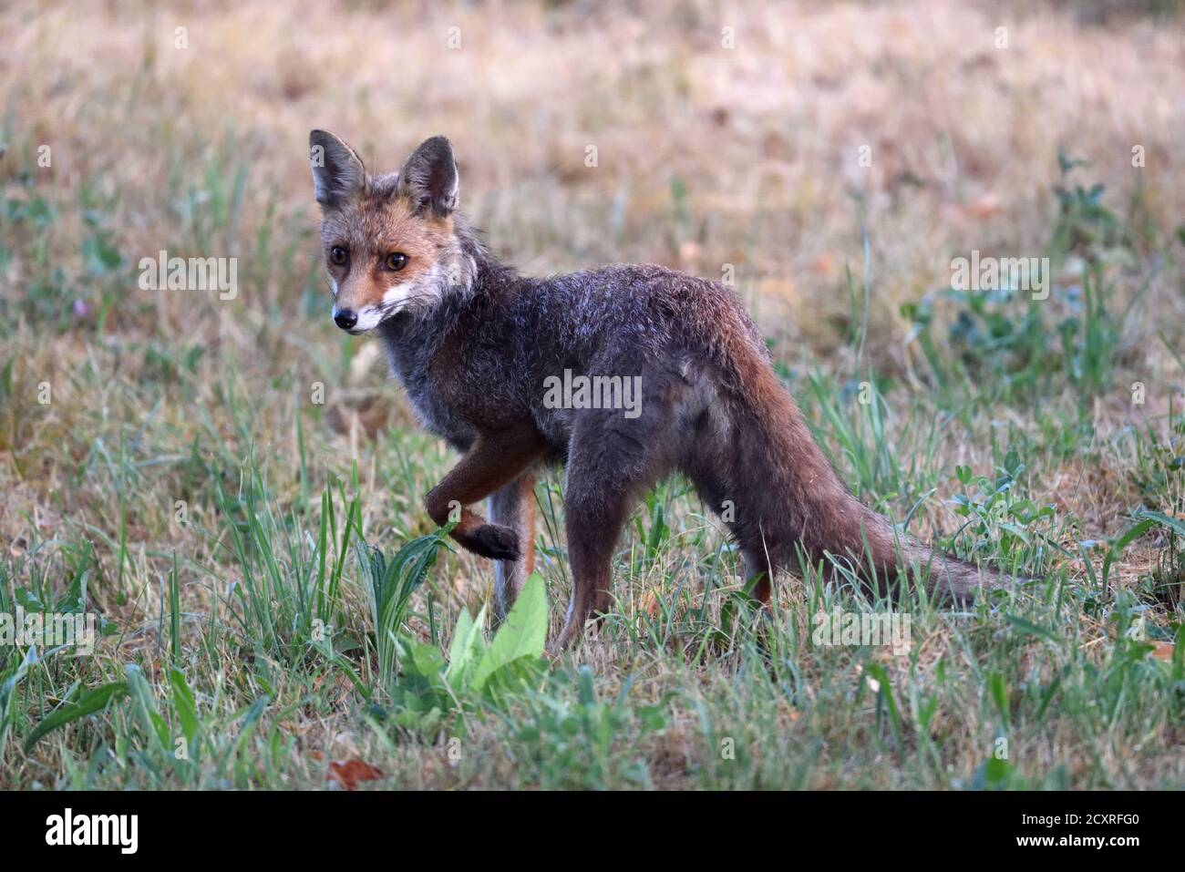 Vigile o allerta Volpe Rossa, Vulpes vulpes Foto Stock