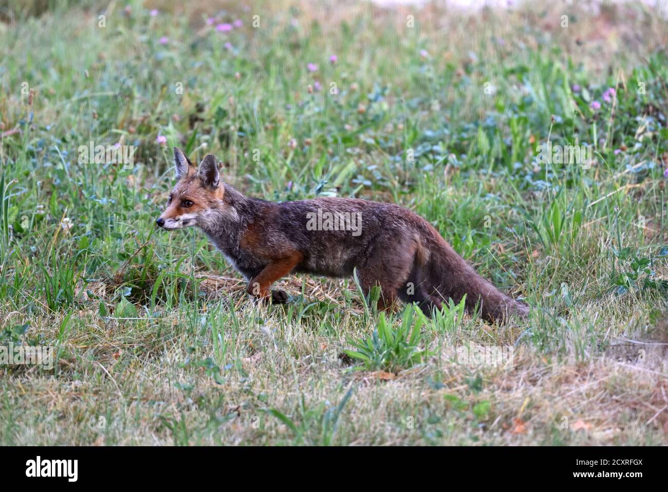 Sculking Red Fox o Alert Red Fox, Vulpes vulpes Foto Stock