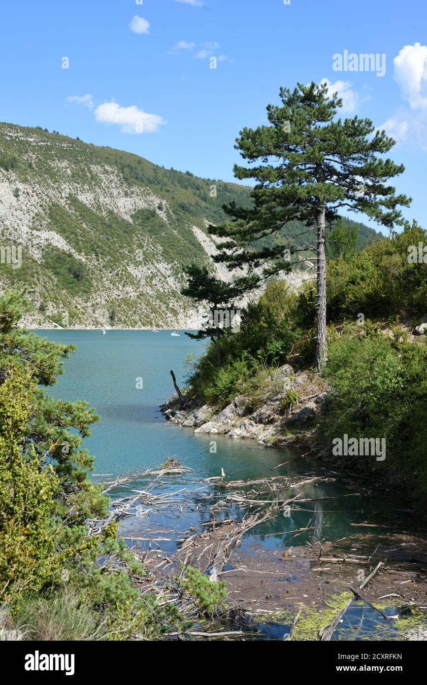 Pine Tree sulle rive del lago Castillon & Inlet con Flotsam o rami galleggianti o Driftwood, St André-les-Alpes-de-Haute-Provence P Francia Foto Stock