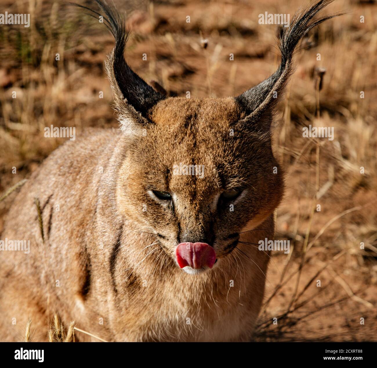 Caracal scansioni cat i suoi dintorni per alimenti Foto Stock