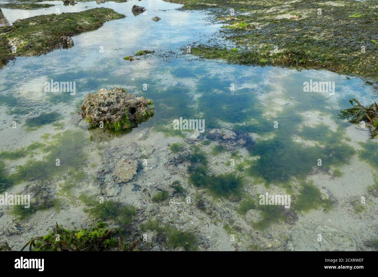 La bassa marea rivela le alghe e le piscine di marea nell'Oceano Indiano. Le vasche di marea sono sacche isolate di acqua di mare che si raccolgono in punti bassi lungo la riva Foto Stock