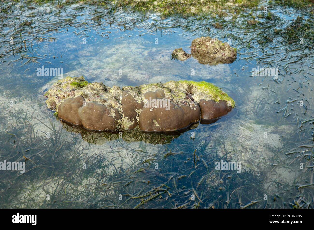 La bassa marea rivela le alghe e le piscine di marea nell'Oceano Indiano. Le vasche di marea sono sacche isolate di acqua di mare che si raccolgono in punti bassi lungo la riva Foto Stock