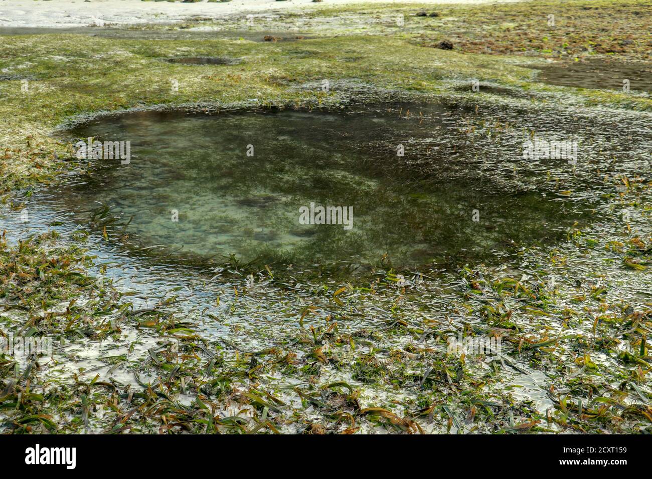 La bassa marea rivela le alghe e le piscine di marea nell'Oceano Indiano. Le vasche di marea sono sacche isolate di acqua di mare che si raccolgono in punti bassi lungo la riva Foto Stock