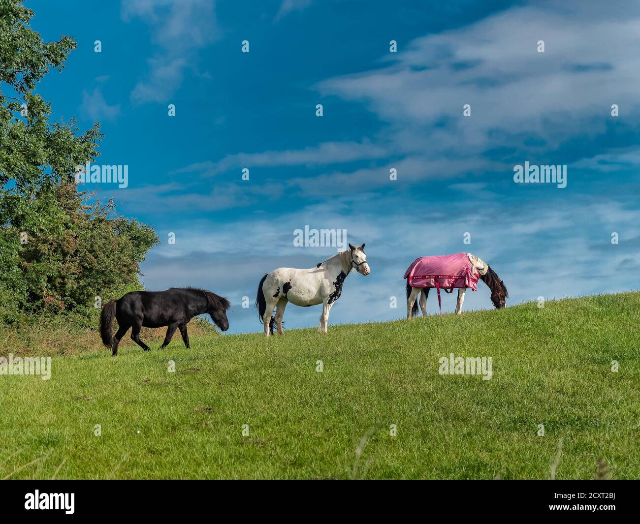Mandria di cavalli che grassano in un campo, Danimarca Foto Stock