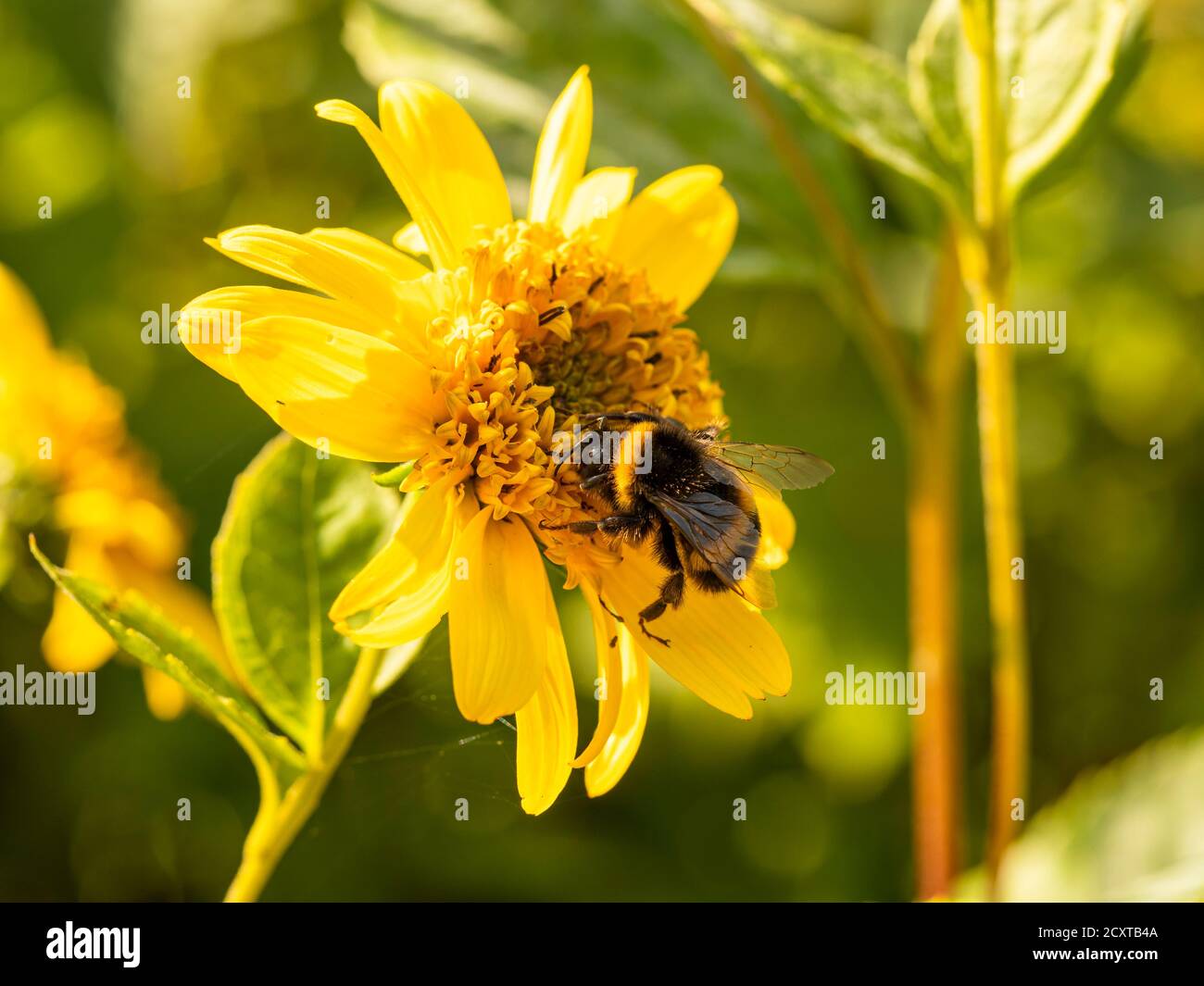 Bumblebee raccogliere polline su un fiore giallo Helianthus in un giardino Foto Stock
