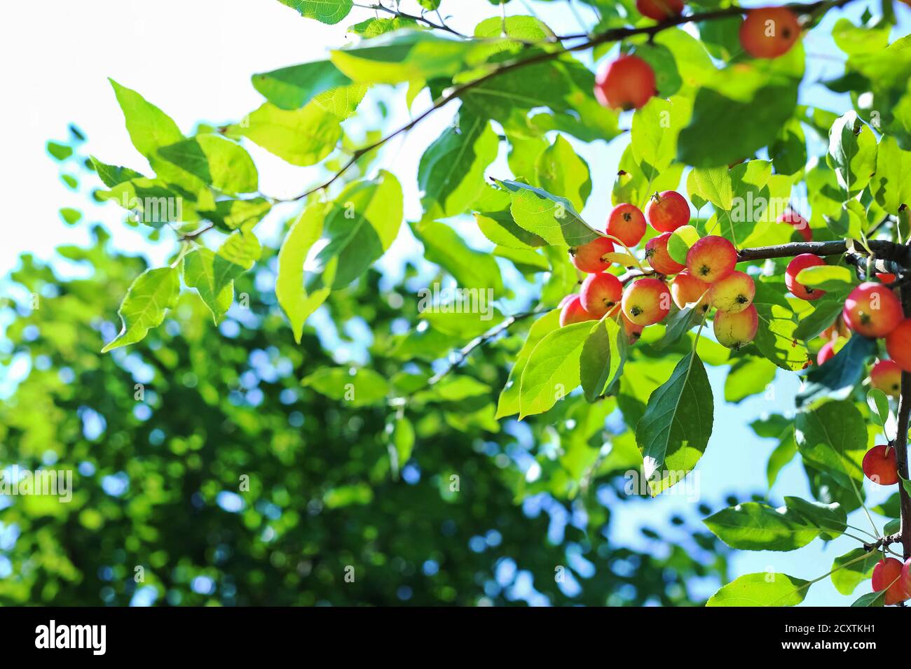 Paradise mele primo piano. Le mele Paradise pendono su un ramo di albero. Prugna dell'albero di mela. Succo di frutta di mela cinese. Prunifolia di Malus. Foto Stock