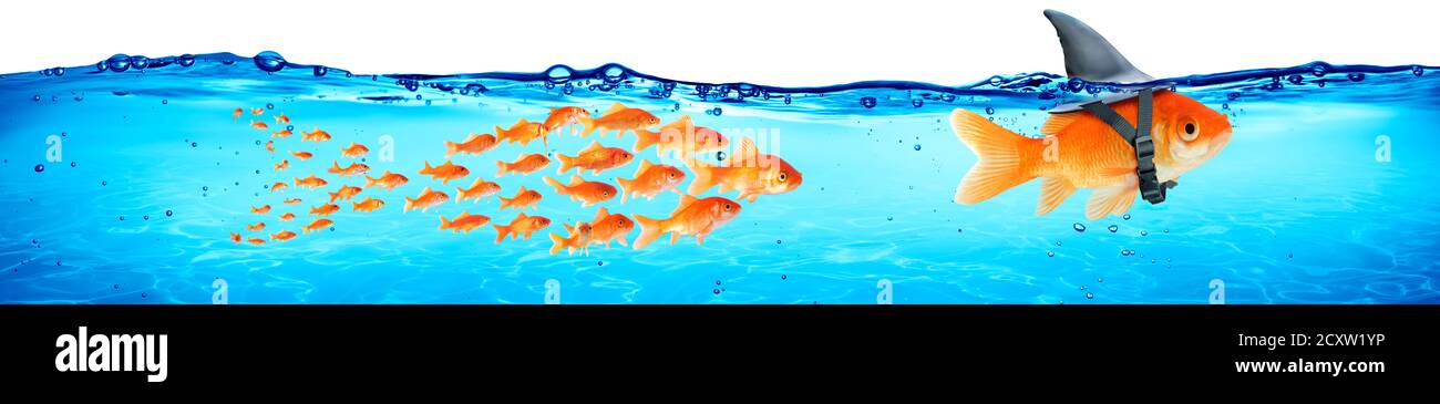 Business - Teamwork e Leadership Concept - Goldfish con Shark Fin e follower Foto Stock
