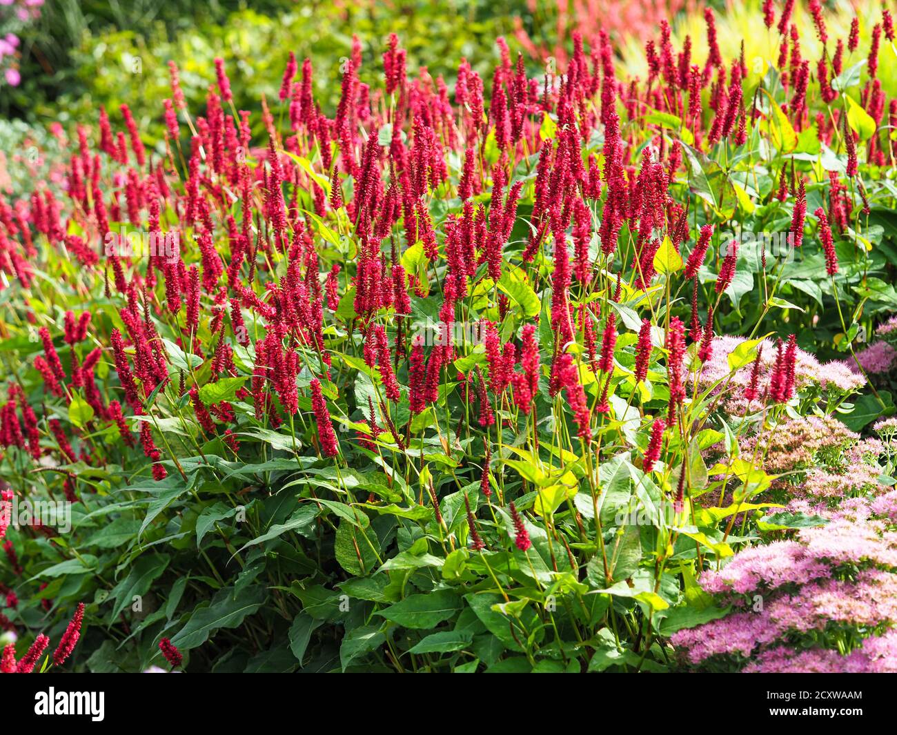 Grumo di bistort rosso, Persicaria amplexicaulis, in un giardino con punte di fiori rossi e foglie verdi Foto Stock