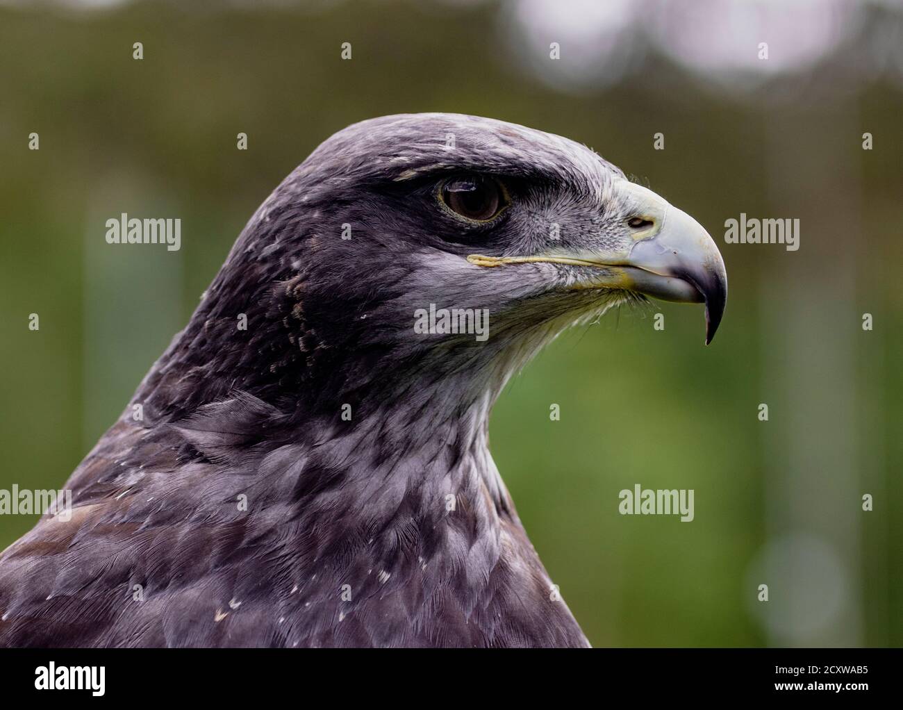 Close-up di Black-Chested Buzzard-Eagle testa in corrispondenza di un uccello centro di salvataggio in Ecuador a un uccello centro di salvataggio in Ecuador Foto Stock
