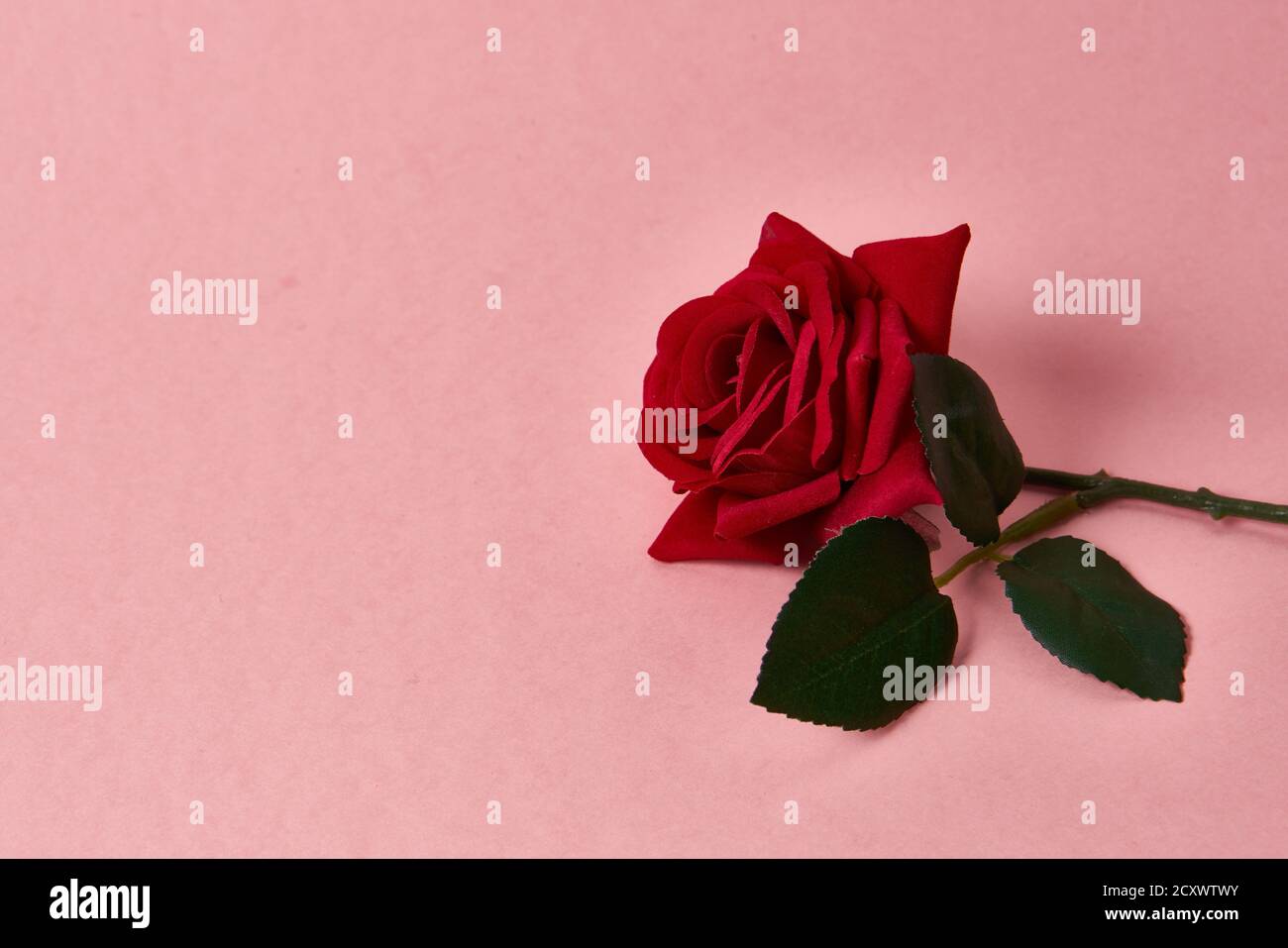 Rosa rossa con spine su sfondo rosa vista ritagliata Copia Spazio Foto  stock - Alamy