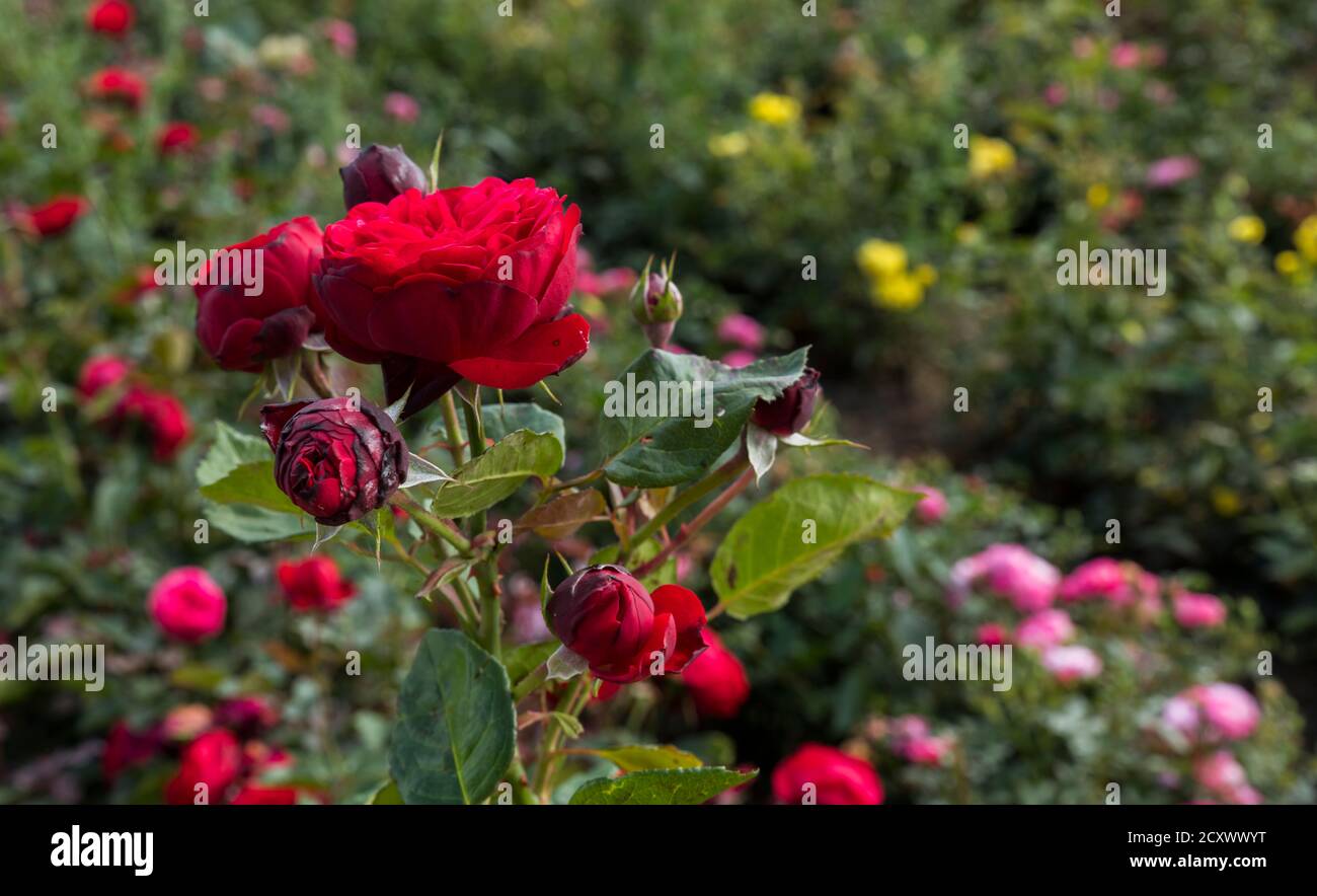 campo con rose rosse sia in germoglio che in pieno fioritura Foto Stock