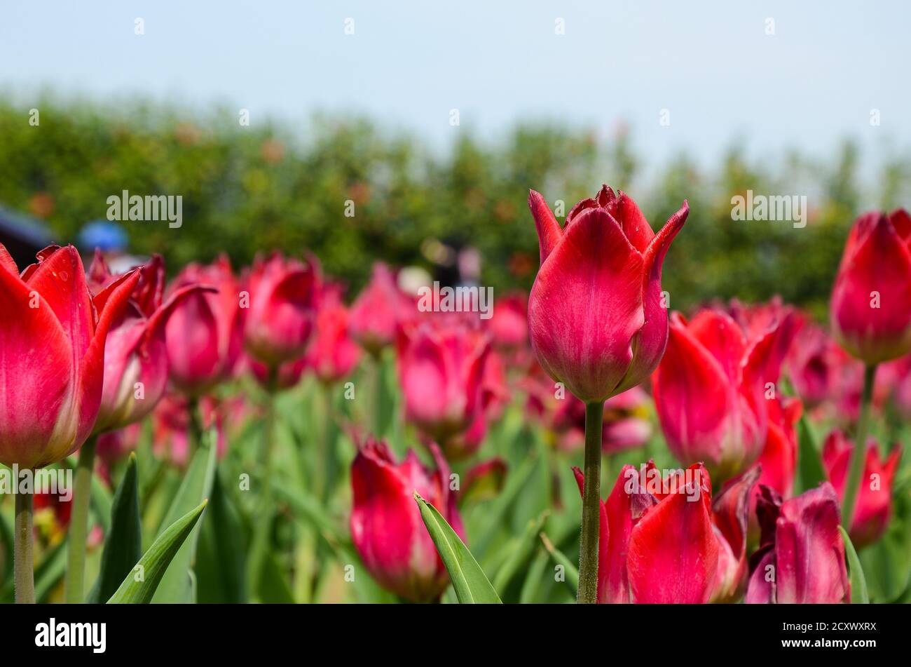 Comune Tulipa Liliaceae Tulipano mulino a vento Foto Stock