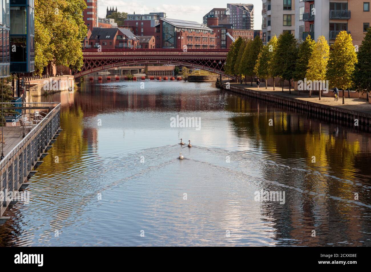 Vista sui cigni, sul fiume Aire e sul ponte Crown Point, Leeds Foto Stock