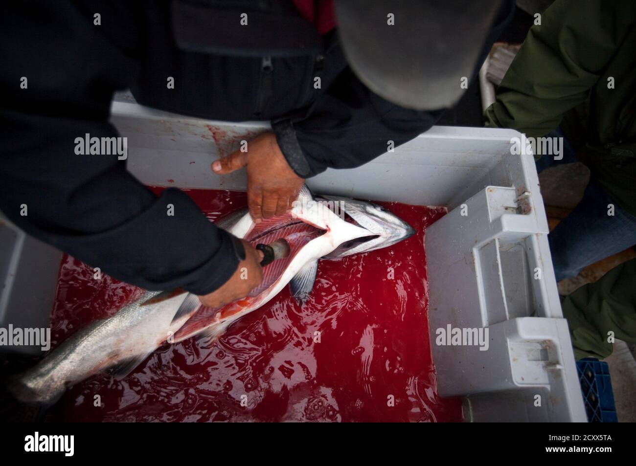 Un squalo salmone catturati durante la pesca del salmone in Alaska  Dipartimento di pesce e di selvaggina "alaska Area della penisola' Foto  stock - Alamy