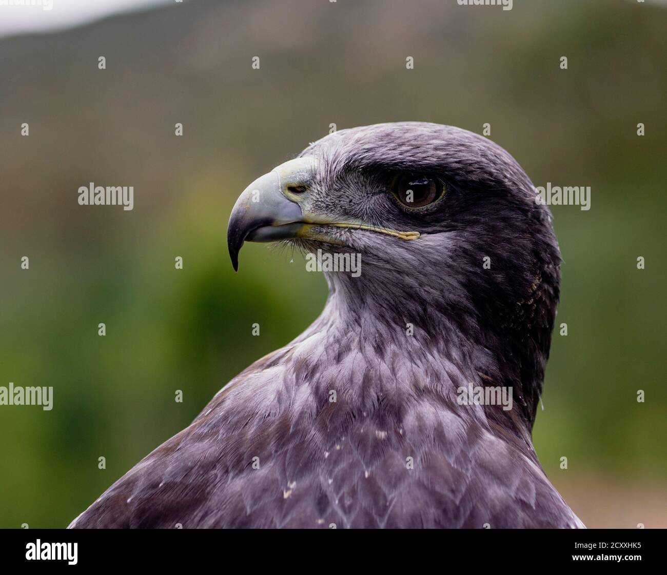 Close-up di Black-Chested Buzzard-Eagle testa in corrispondenza di un uccello centro di salvataggio in Ecuador a un uccello centro di salvataggio in Ecuador Foto Stock