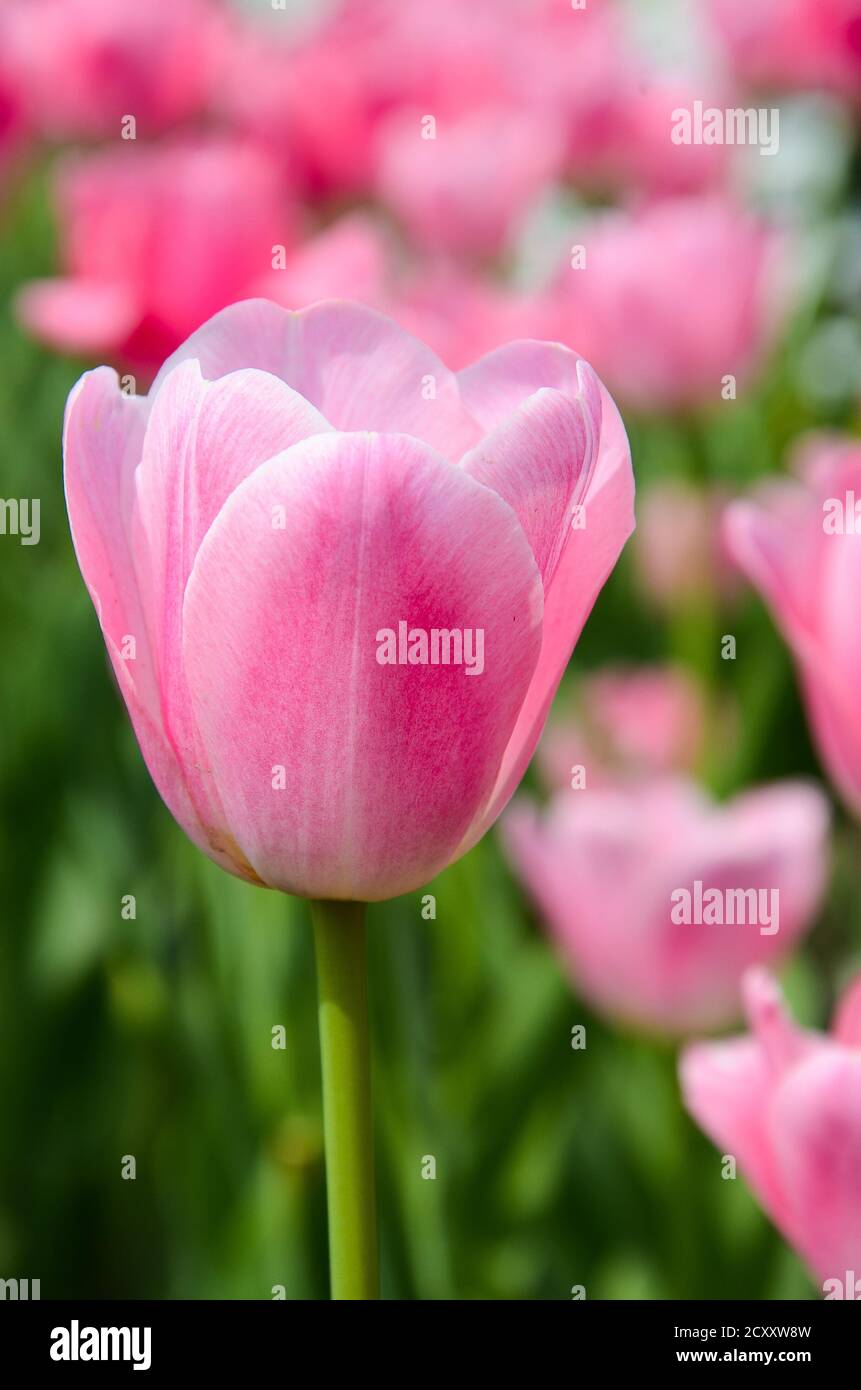 Comune Tulipa Liliaceae Tulipano mulino a vento Foto Stock