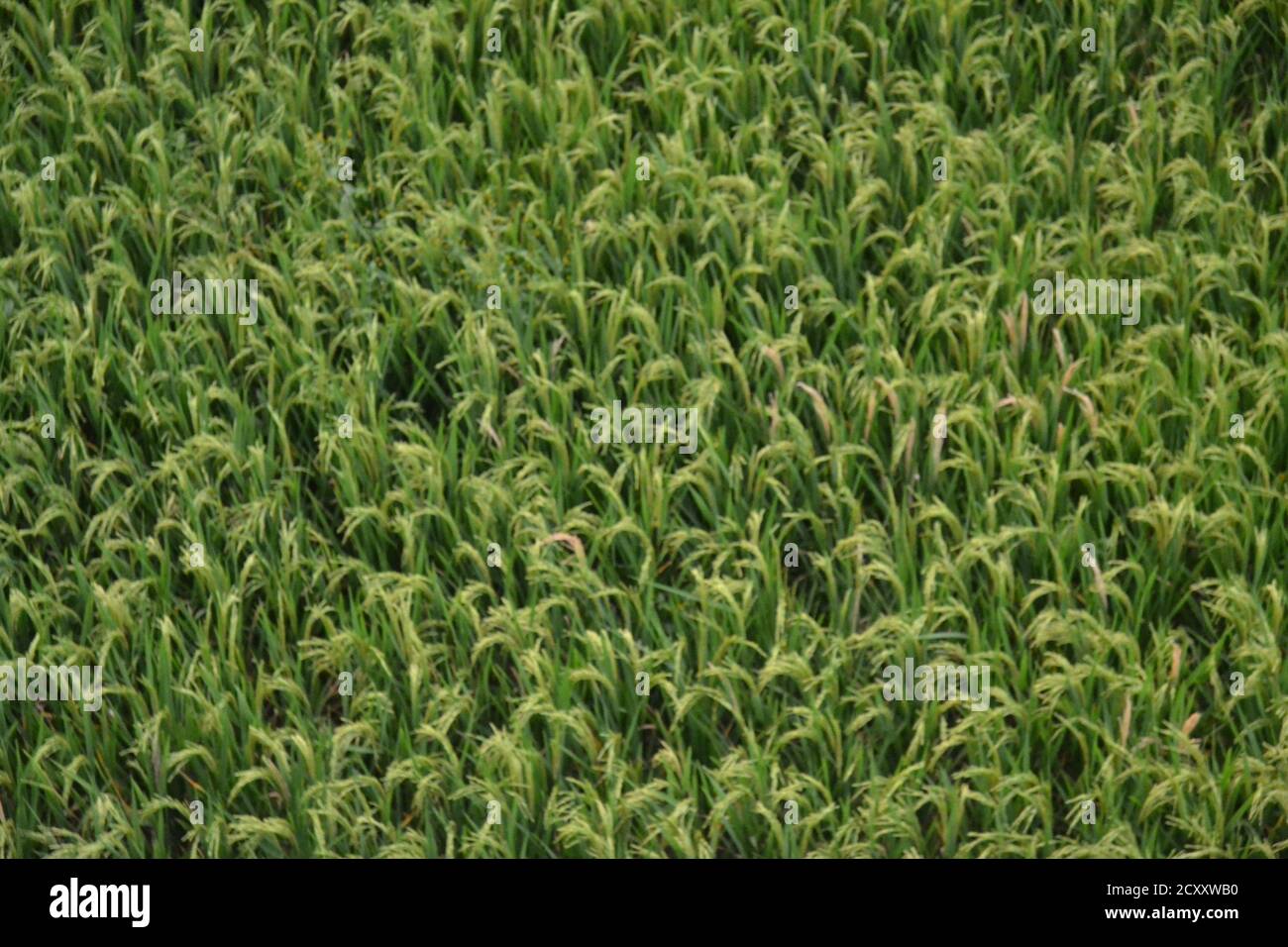 paddy piante pronte per la raccolta. Foto Stock