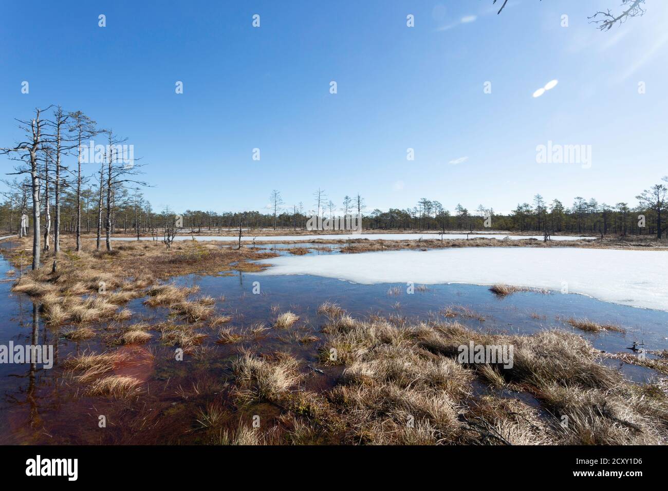 Fine inverno. Estonia, Parco Nazionale di Lahemaa. Ex parco sovietico. Area della bog. Carrelli rialzati. Bog congelato Foto Stock