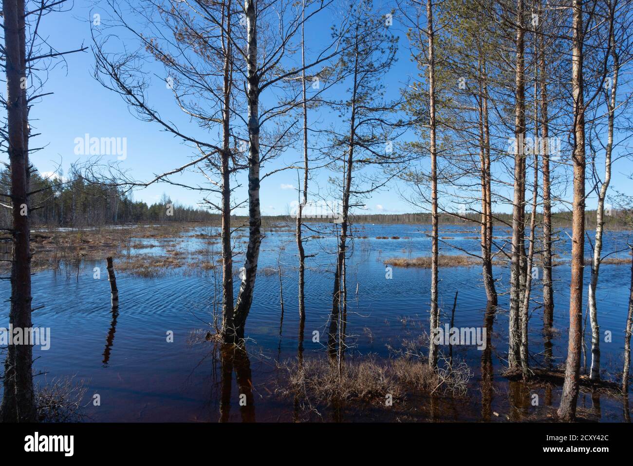 Fine inverno. Estonia, Parco Nazionale di Lahemaa. Ex parco sovietico. Area della bog. Carrelli rialzati Foto Stock