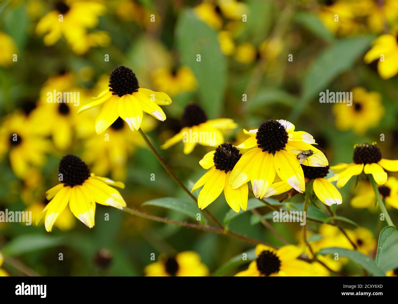 Bella Brown-Eyed Susan 'Macau' fiori gialli Foto Stock