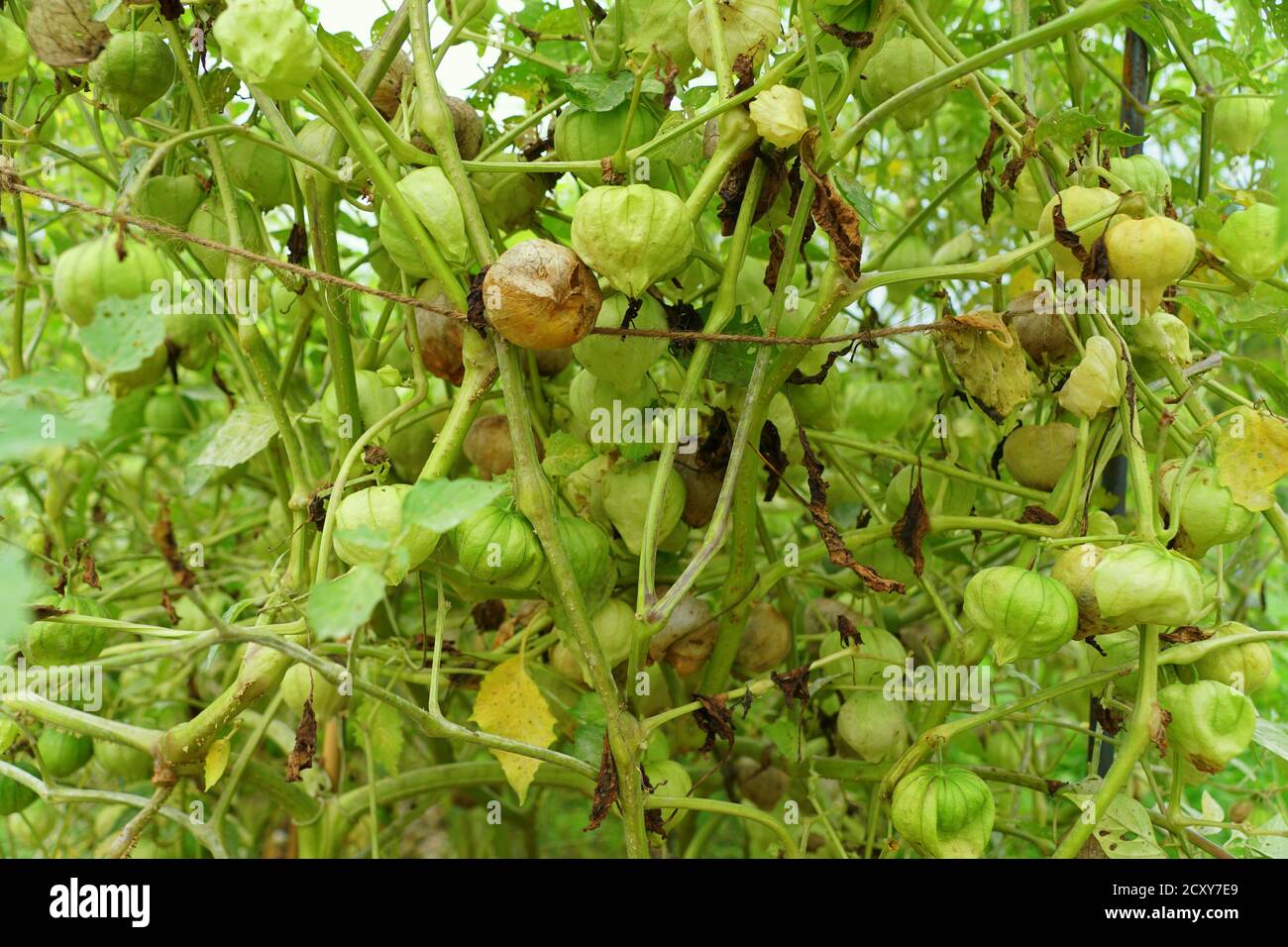 Tomatillos crudi sull'albero, noto anche come il pomodoro di buccia messicano Foto Stock