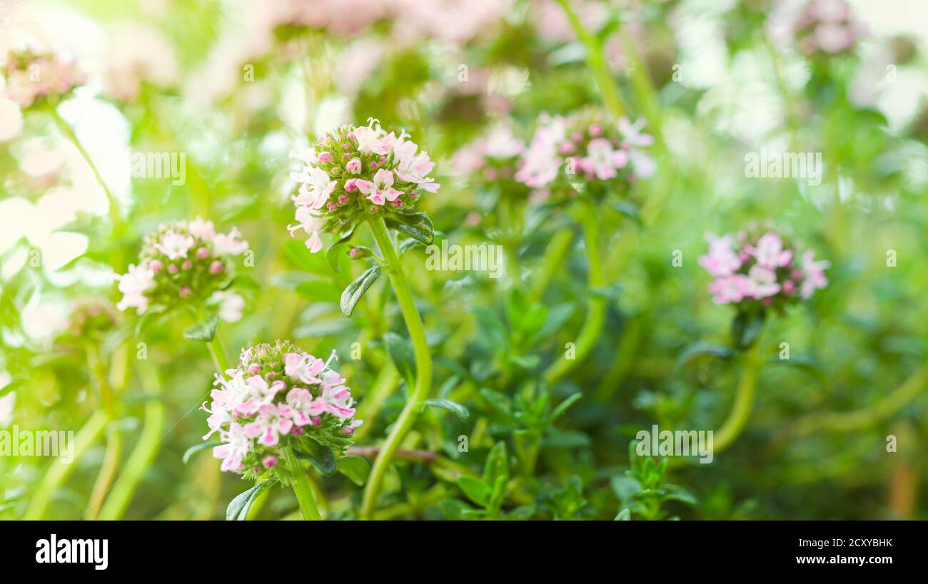 Timo primaverile o timo in fiore, un'erba piccante da utilizzare in cucina, parte delle famose erbe di provenc francesi Foto Stock