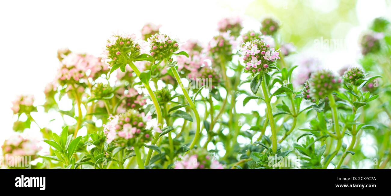 Timo primaverile o timo in fiore, un'erba piccante da utilizzare in cucina, parte delle famose erbe di provenc francesi Foto Stock