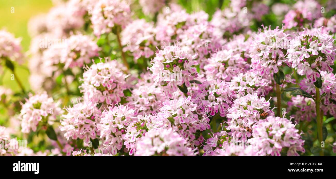 Timo primaverile o timo in fiore, un'erba piccante da utilizzare in cucina, parte delle famose erbe di provenc francesi Foto Stock