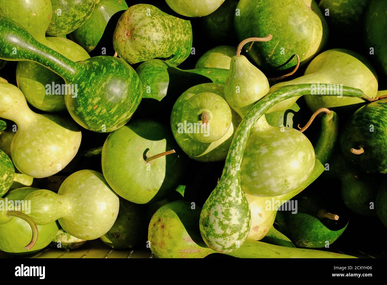 Strani Green Gourds primo piano Foto Stock