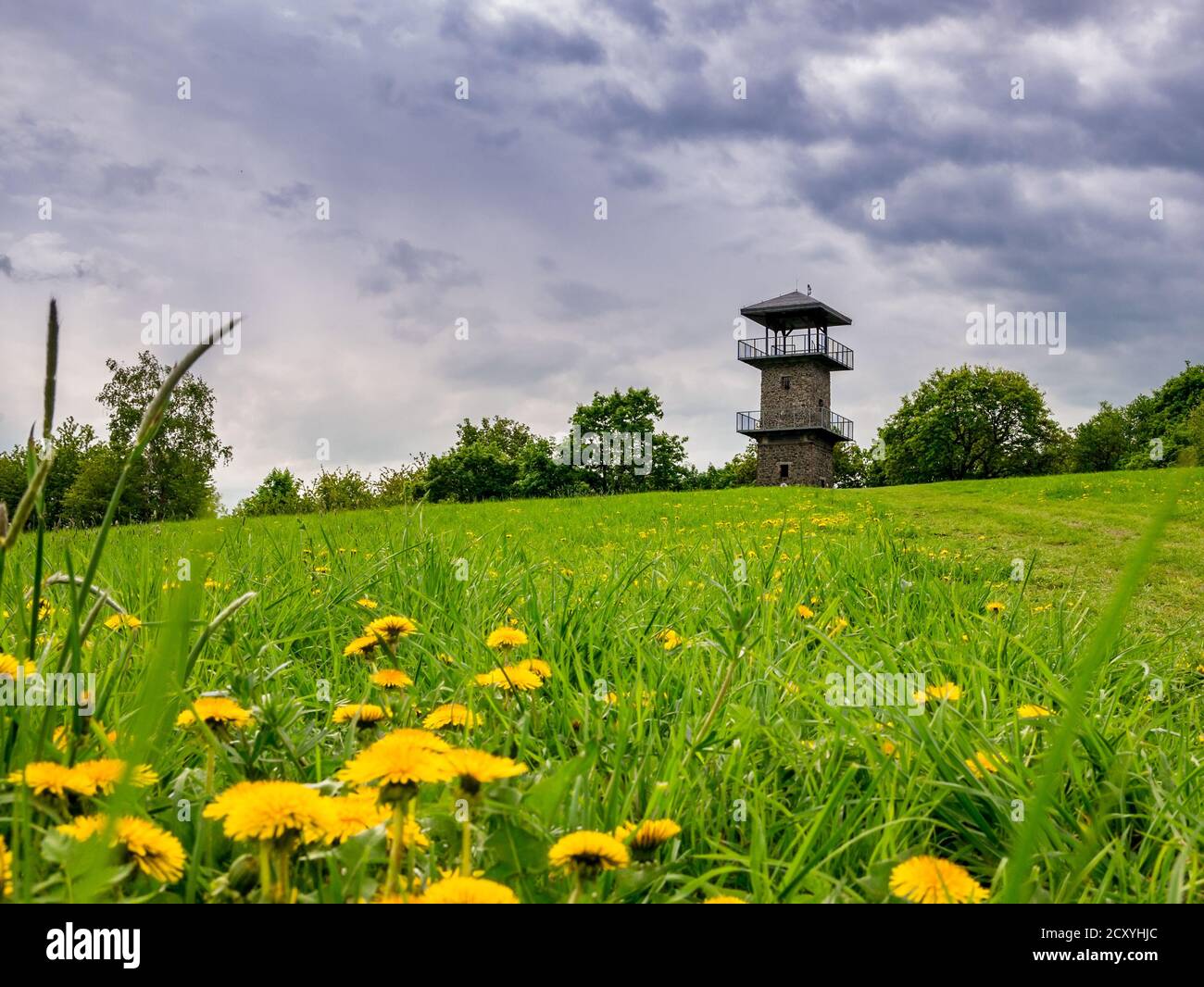 Prato con erba alta e dandelioni e all'orizzonte una torre panoramica Foto Stock
