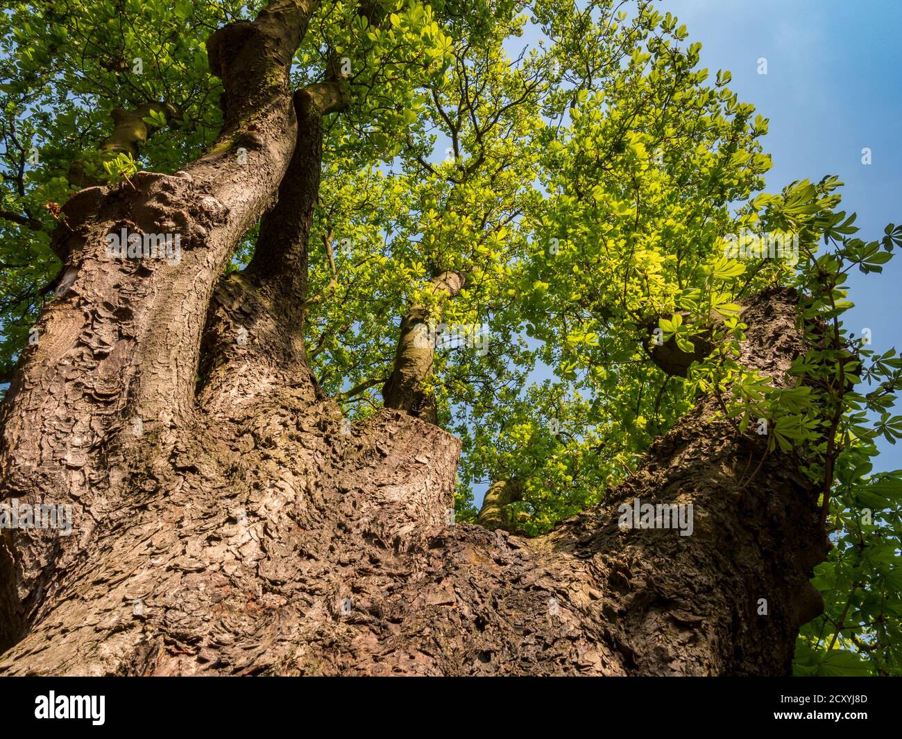 Big Old Chestnut Tree(Aesculus hippocastanum) Vista sulla corona - Vista ad angolo basso Foto Stock