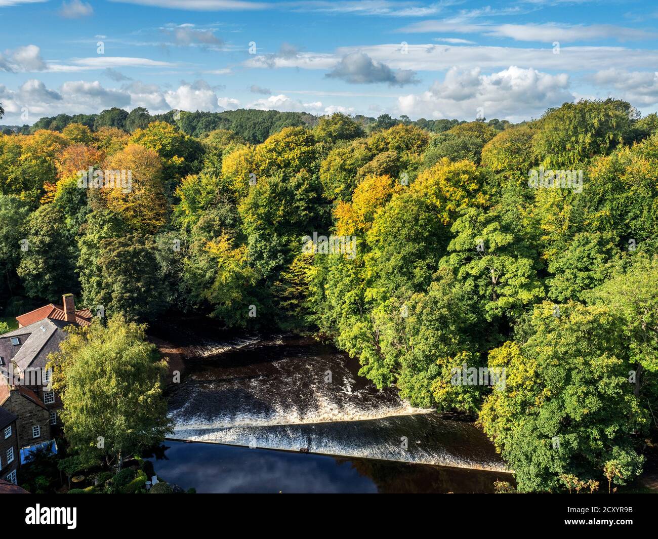 Alberi che girano all'inizio dell'autunno lungo il fiume Nidd Knaresborough, North Yorkshire, Inghilterra Foto Stock