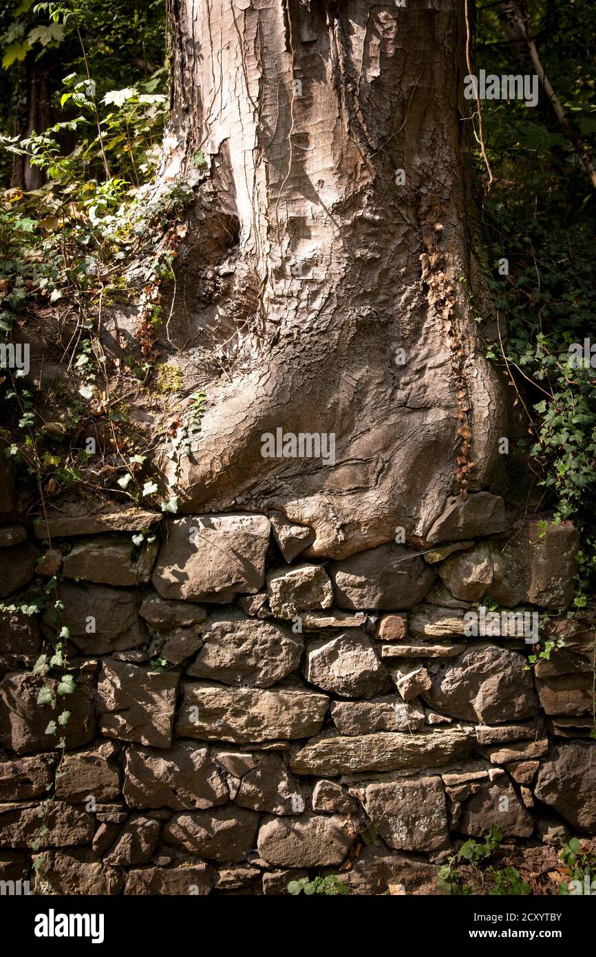 L'albero cresce su un muro a Remagen-Rolandswerth, Renania-Palatinato, Germania. Baum waechst auf und uber einer Mauer in Remagen-Rolandswerth, Rheinlan Foto Stock