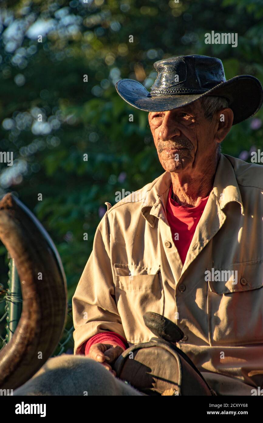 Vinalis, Cuba - Novembre 23, 2011 - cowboy si siede sul retro di un long horn sterzare Foto Stock