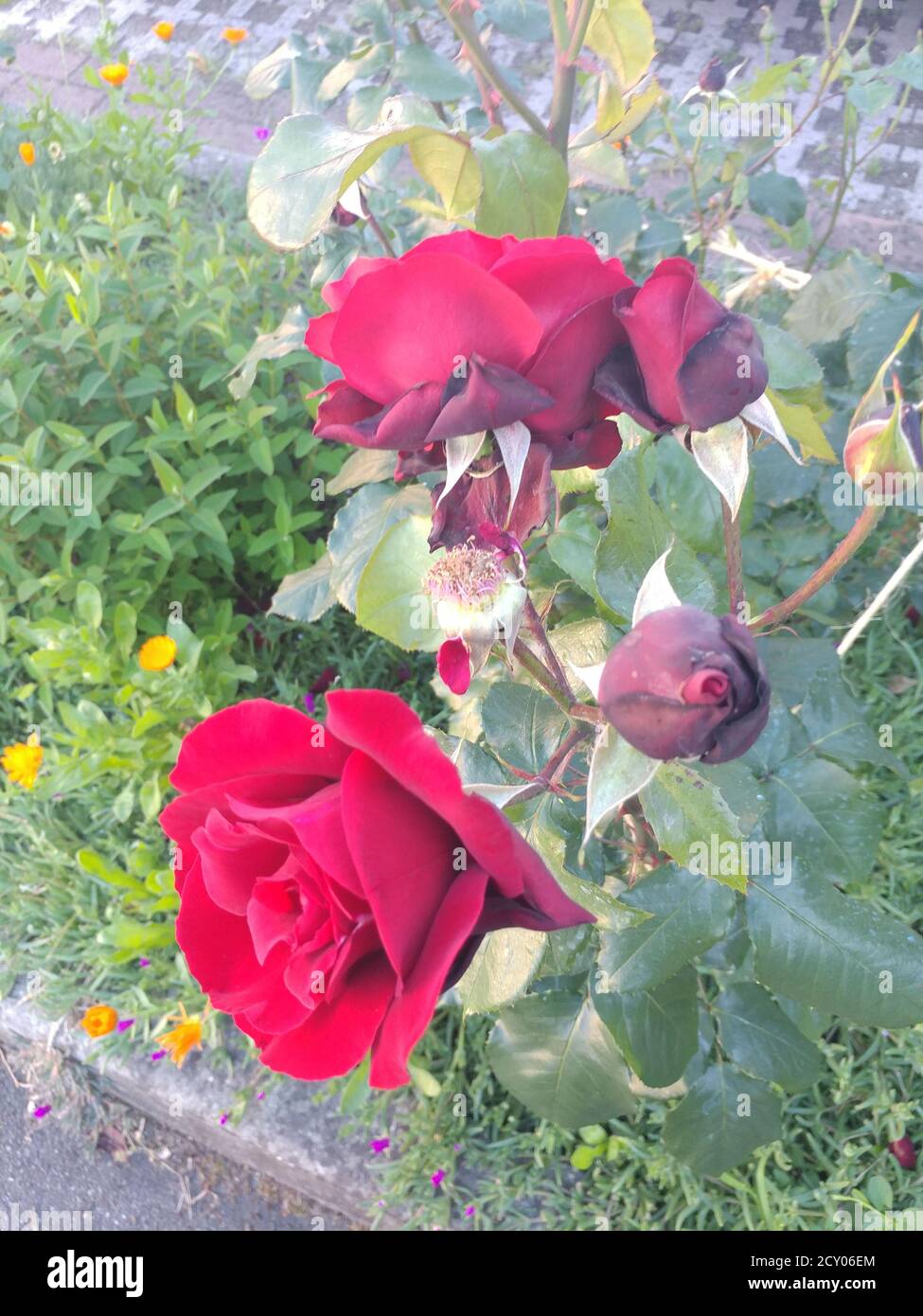 rose rosse in roseto cresciuto nel giardino in il sole Foto Stock