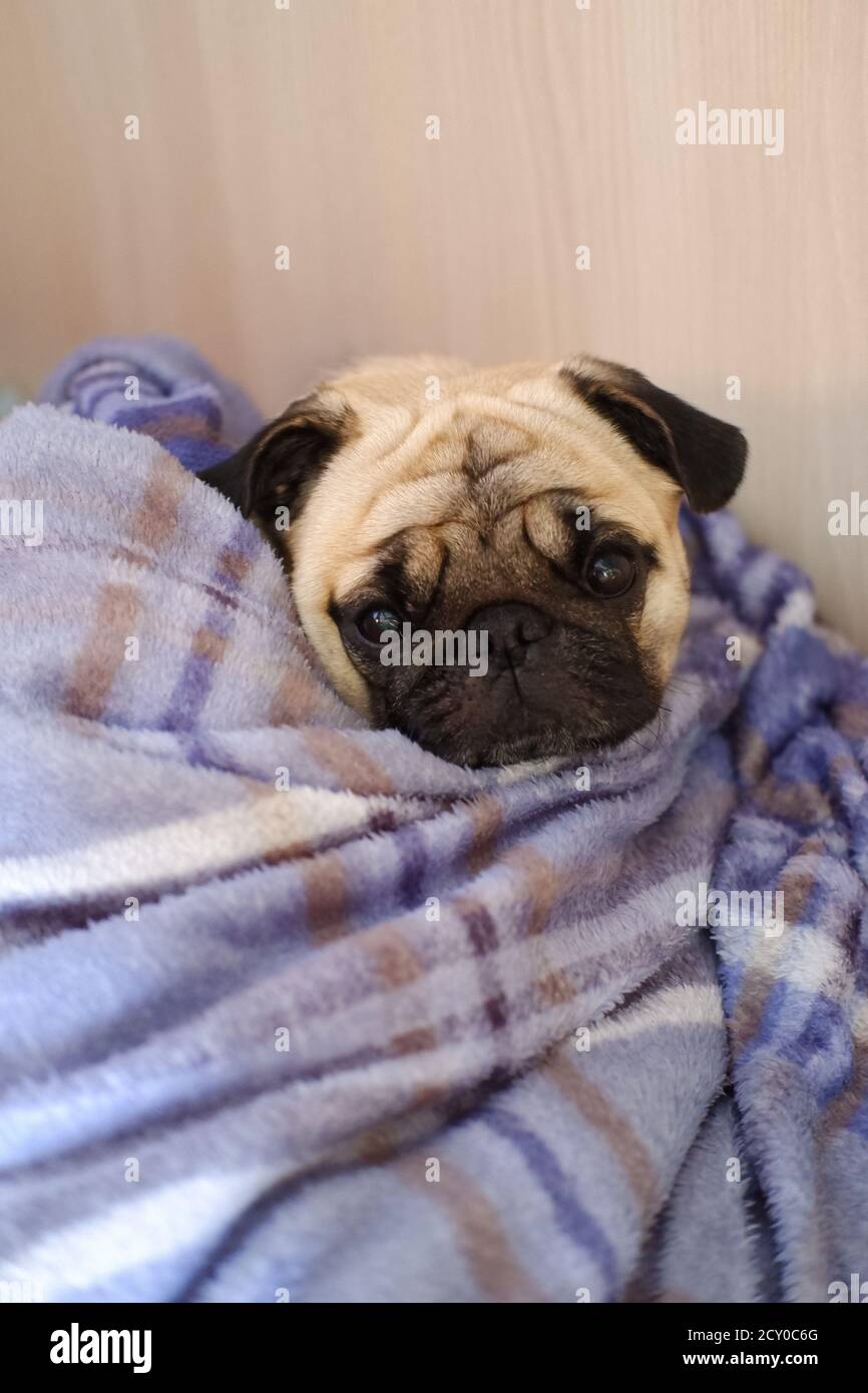 Pug sonnolento che prende un pisolino su una coperta che guarda la fotocamera Foto Stock