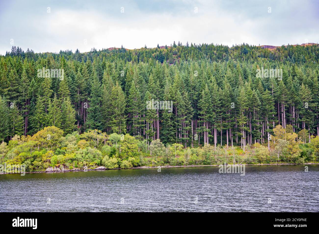 Alta pineta al bordo del lago Foto Stock