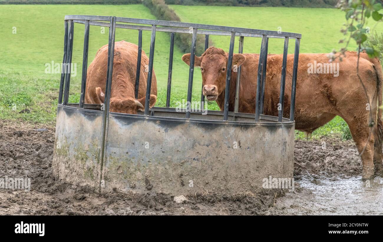 Due mucche brune ad un alimentatore circolare contenente l'hylage affinchè loro mangiino. Per il benessere degli animali nel Regno Unito, i mangimi per bovini, i bovini britannici e l'industria zootecnica. Foto Stock