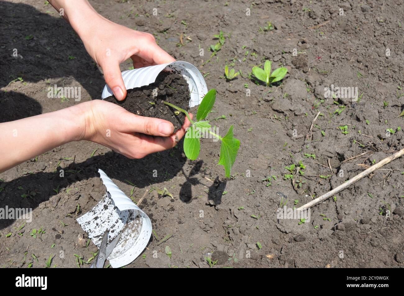 Cetrioli: Piantando, coltivando e raccogliendo piante di cetriolo. Suggerimenti e trucchi per crescere Cucumbers. Tutorial, passo dopo passo. Foto Stock