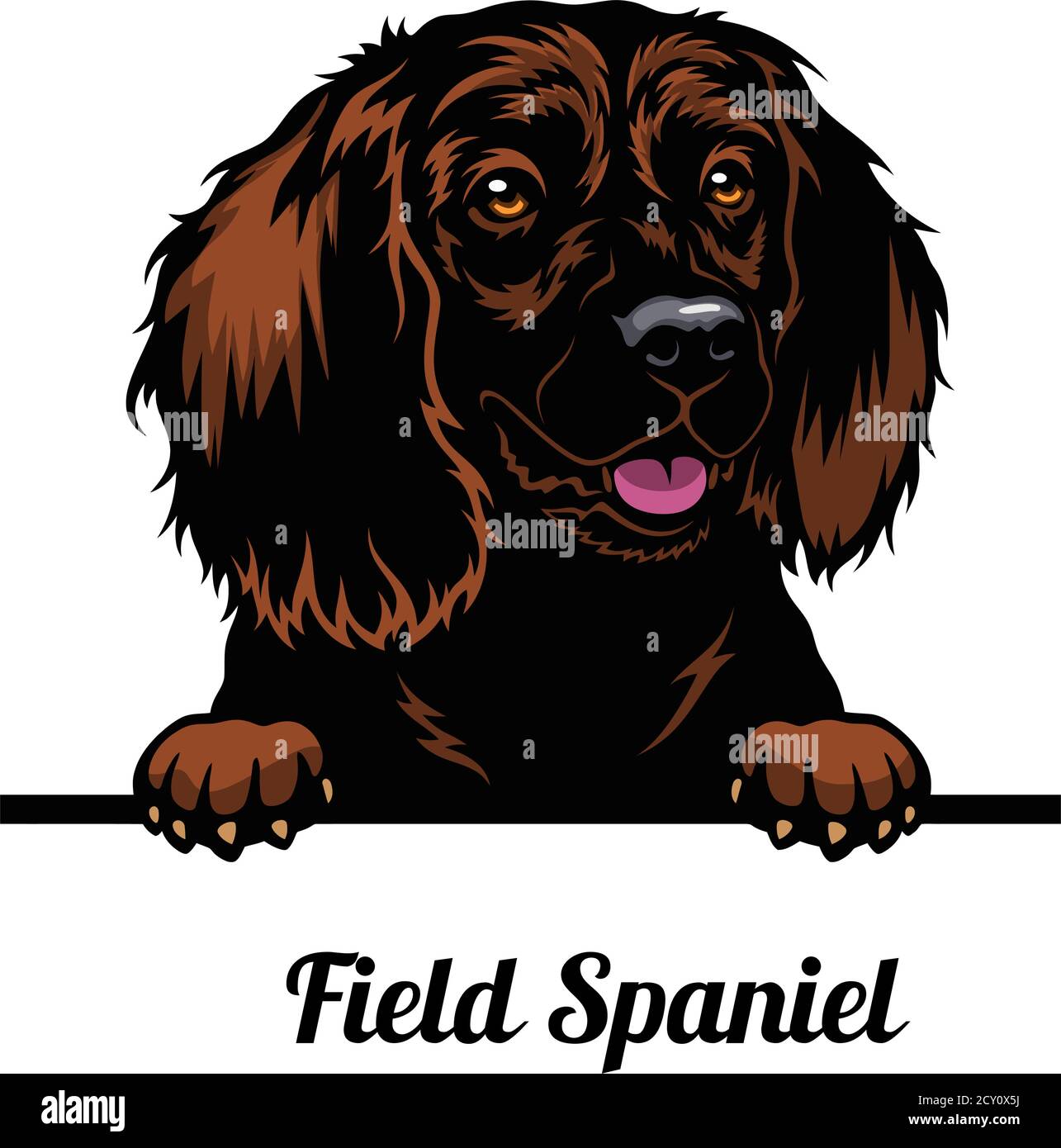 Capo campo Spaniel - razza cane. Immagine a colori di una testa di cani isolata su uno sfondo bianco Illustrazione Vettoriale