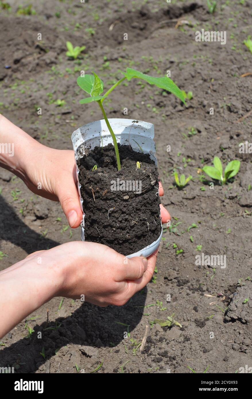 Cetrioli: Piantando, coltivando e raccogliendo piante di cetriolo. Tutorial, passo dopo passo. Come coltivare i cetrioli. Foto Stock