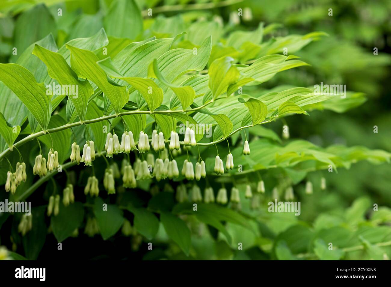 fioritura salomons sigillo pianta Foto Stock