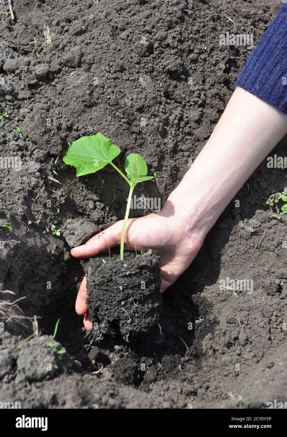 Come coltivare i cetrioli. Cetrioli: Piantando, coltivando e raccogliendo piante di cetriolo. Foto Stock
