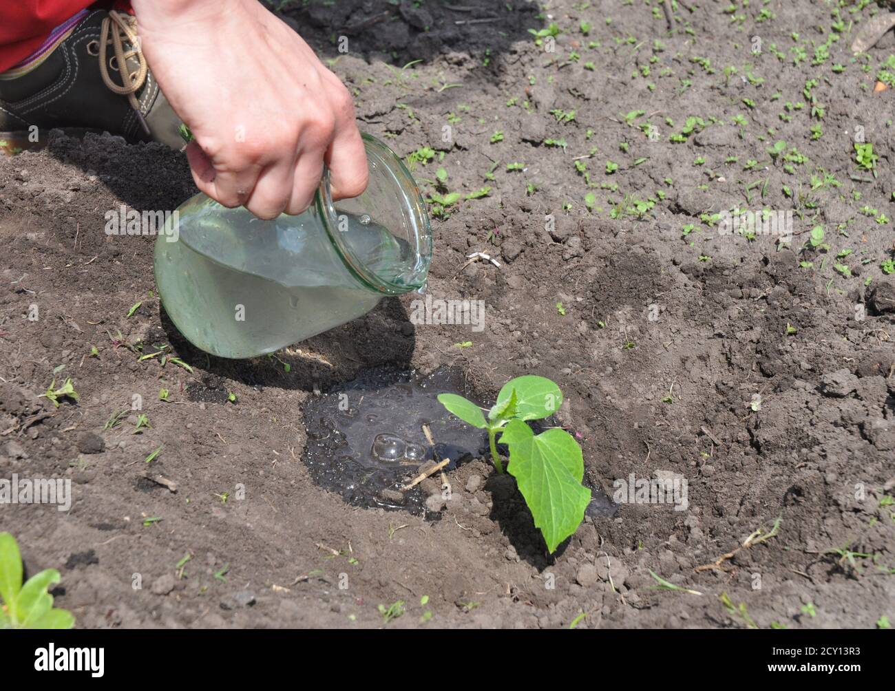 Giardiniere che innaffiatura cetriolo pianta. Suggerimenti per crescere Cucumbers. Tutorial, passo dopo passo. Foto Stock