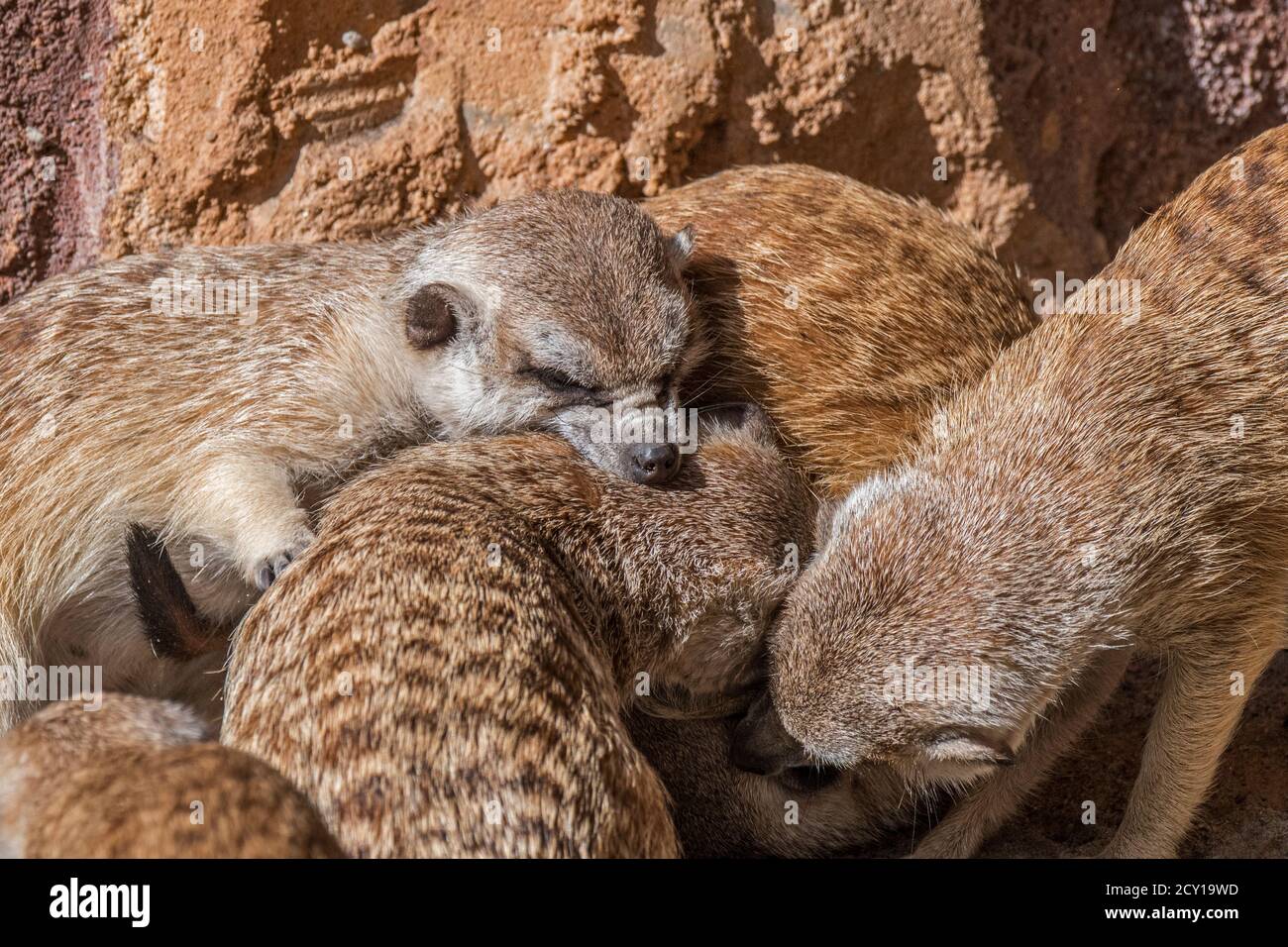 Meerkat in cattività / suricati (Suricata suricatta) lotta in zoo / parco animale / giardino zoologico Foto Stock
