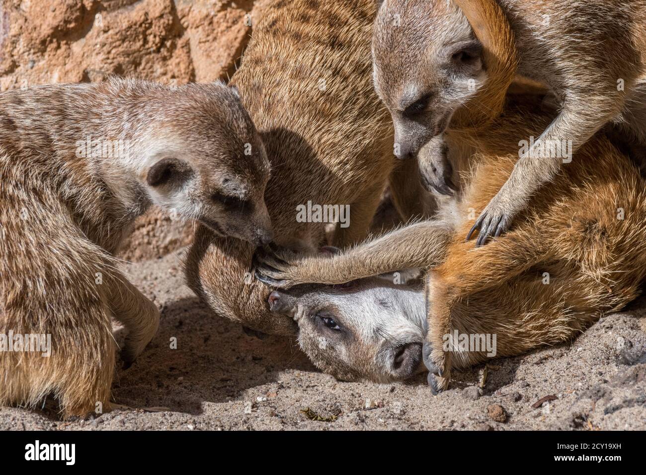 Meerkat in cattività / suricati (Suricata suricatta) lotta in zoo / parco animale / giardino zoologico Foto Stock