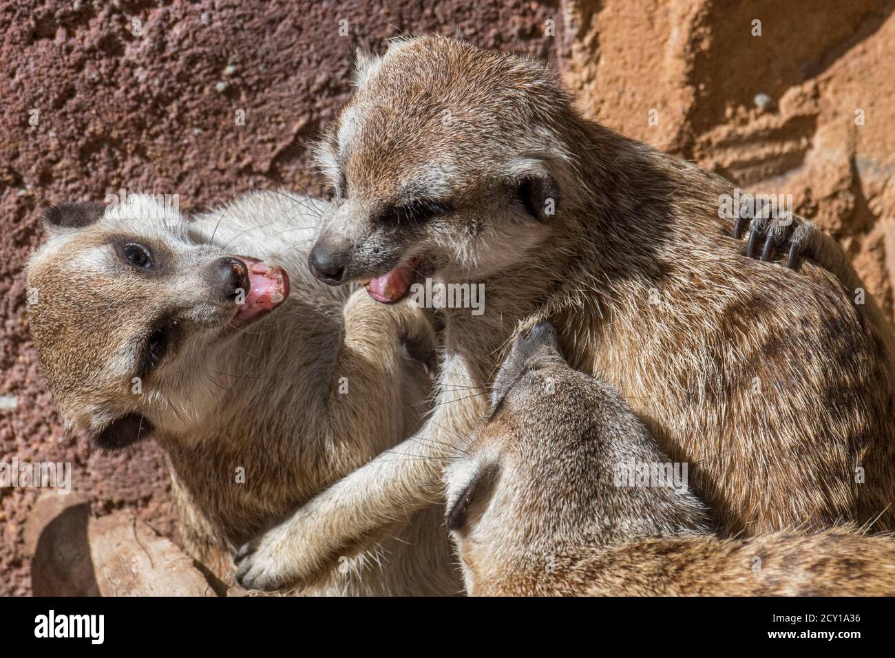 Meerkat in cattività / suricati (Suricata suricatta) lotta in zoo / parco animale / giardino zoologico Foto Stock