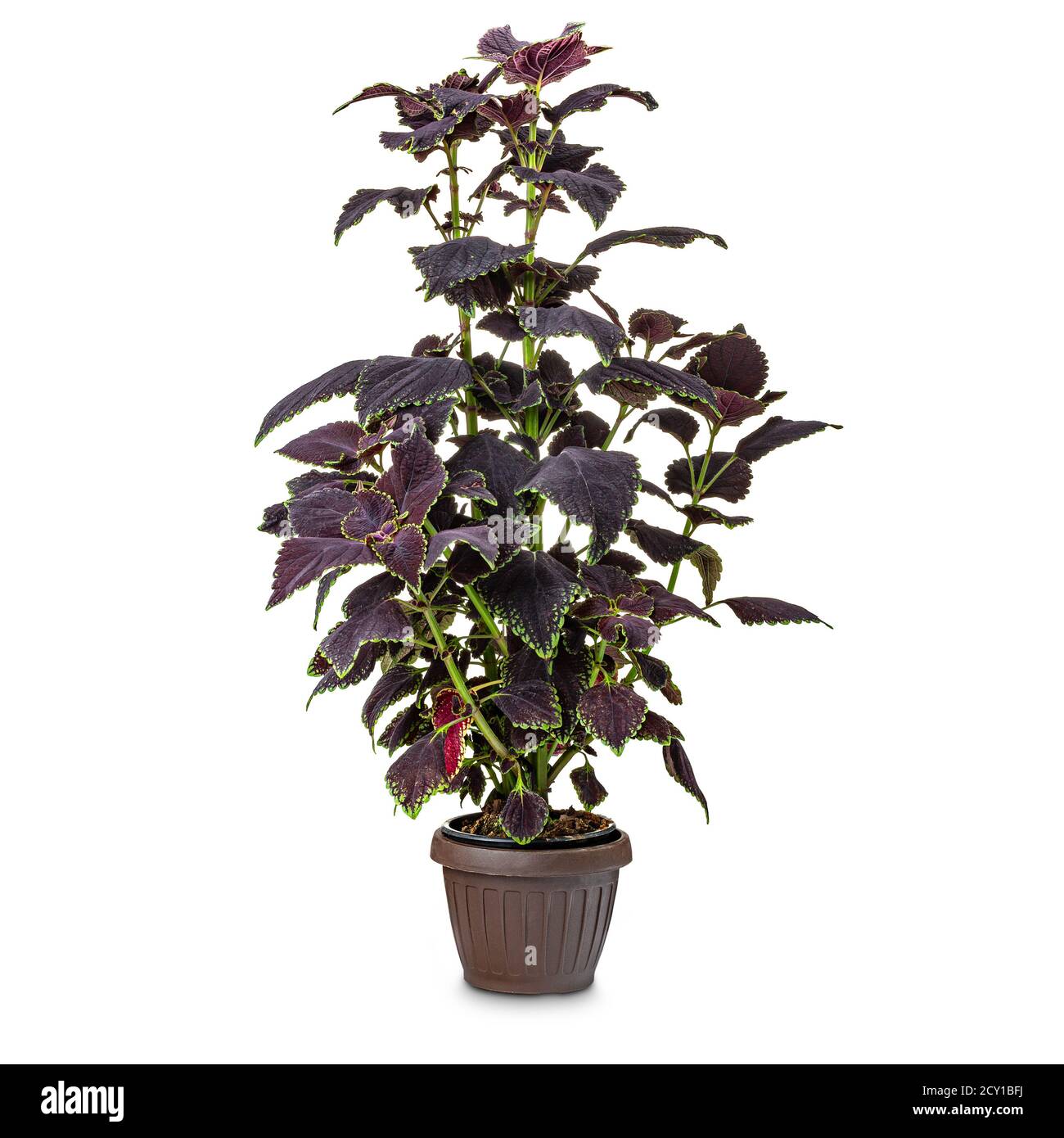 Foglie della pianta Coleus colore scuro con una luce bordo verde sul bordo delle lamelle Foto Stock