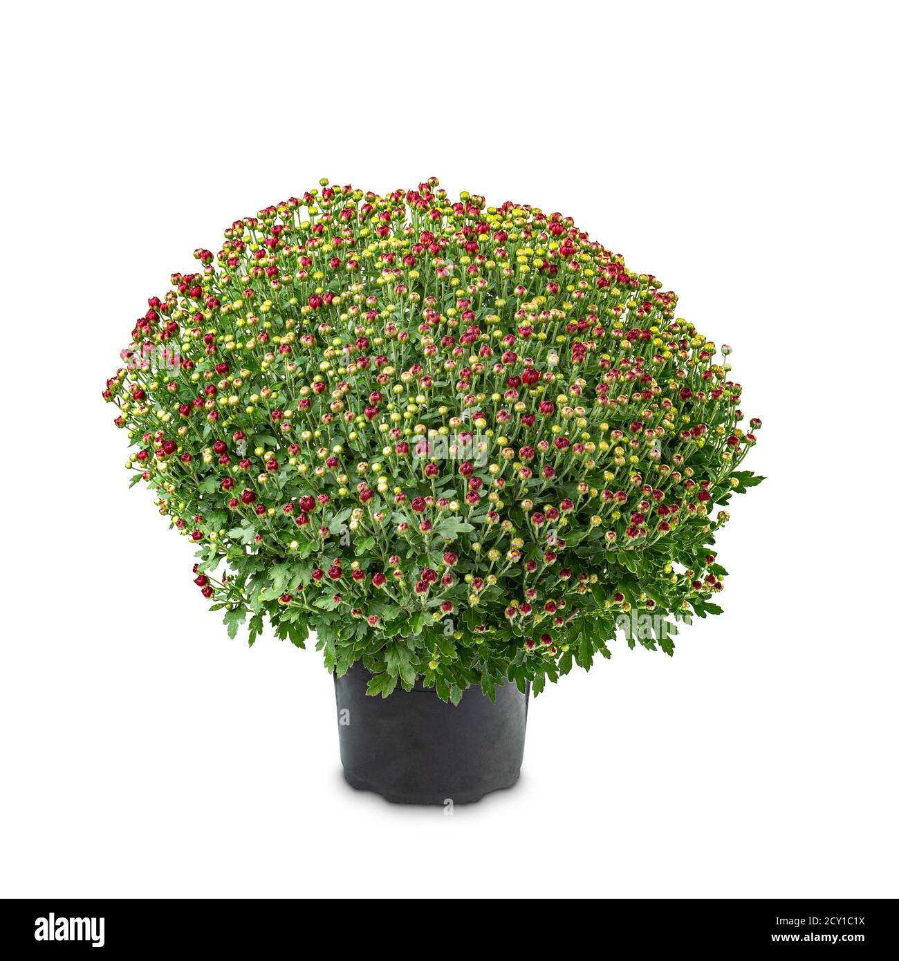 Crisantemi rotondi con boccioli giovani e bianco lievito verde sfondo Foto Stock